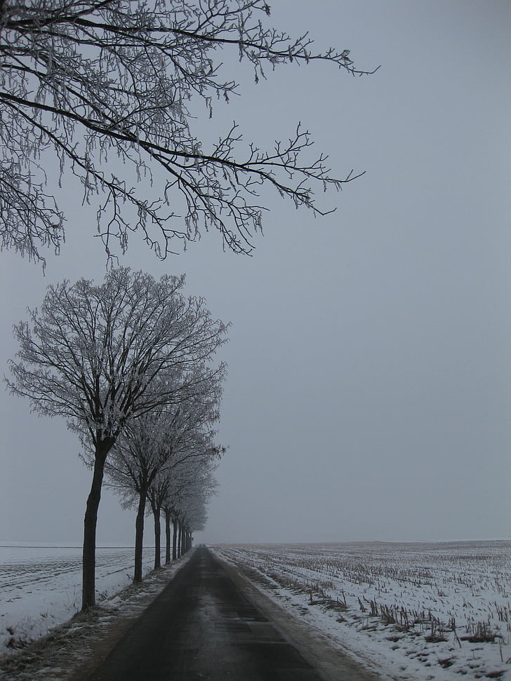 winter landscape, trees, snow, cold, outdoor, rural, season