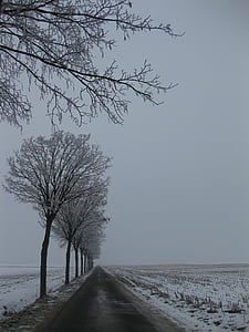 Zimná krajina, stromy, sneh, za studena, Vonkajší, vidieka, Sezóna