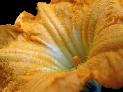 flor de abóbora, flor, abóbora, amarelo, flor, pétala, estigma