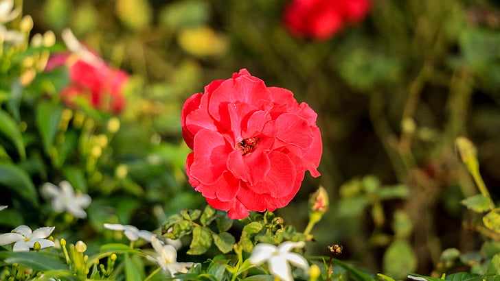 rose, red, flower, plant, red roses, garden, nature