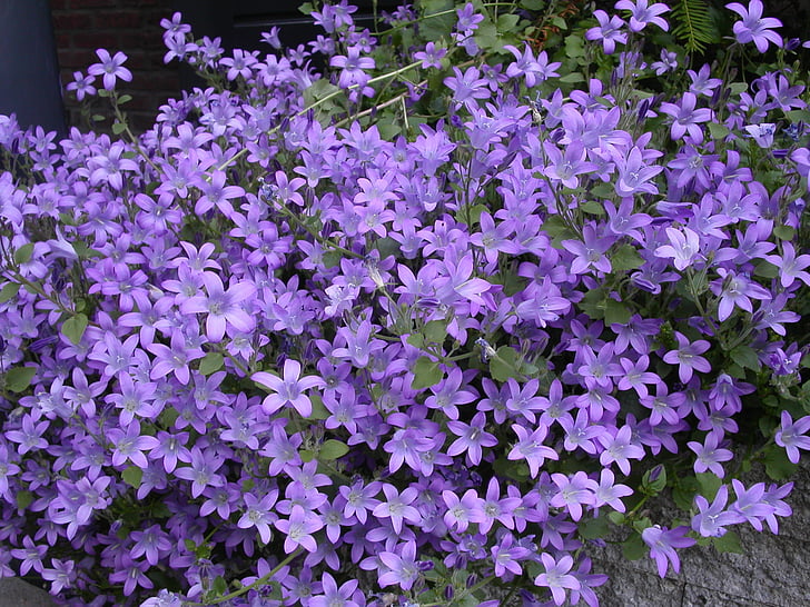 purple, flower, plants, spring