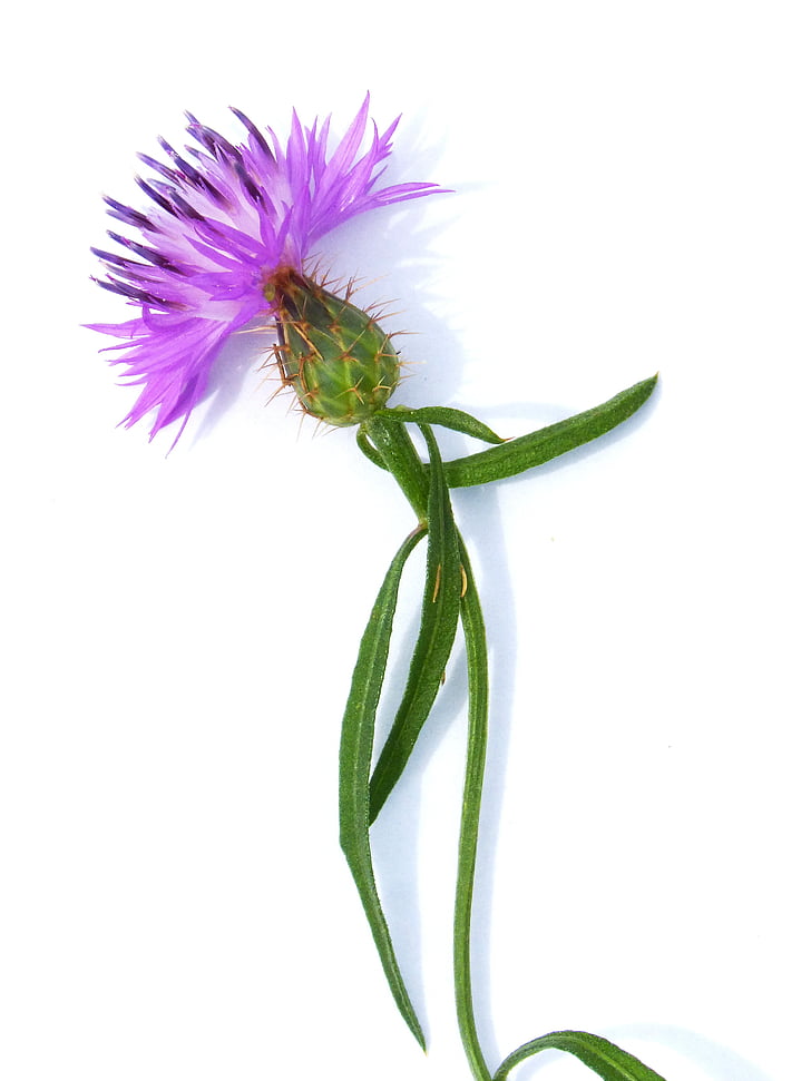 bunga, Thistle, batang, latar belakang putih, ungu, kelopak, tanaman