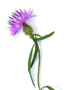 bloem, Distel, stam, witte achtergrond, paars, Petal, plant