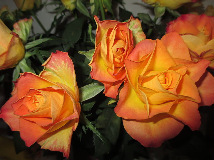 Rosen, Orange, Geburtstag Blumen, in der Nähe, Rose Blume, Sommer