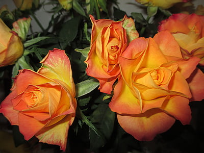 rosor, Orange, Födelsedag blommor, Stäng, rosa blomma, sommar