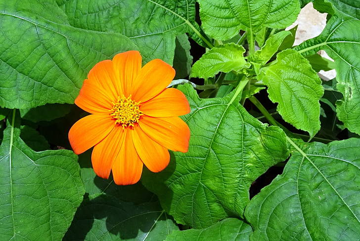 flower, mexican sunflower, tithonia, japanese sunflower, tithonia rotundifolia, asteraceae, tithonia speciosa