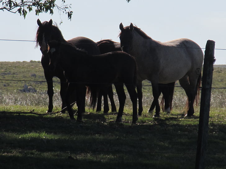 öğleden sonra, Yaz, atlar, Uruguay, karanlık, çiftlik, kırsal