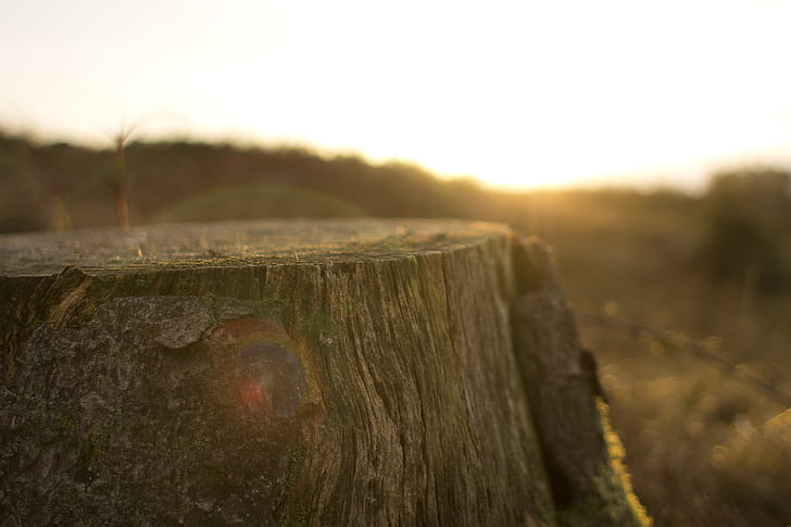selective, photo, brown, wooden, tree, trunk, stump