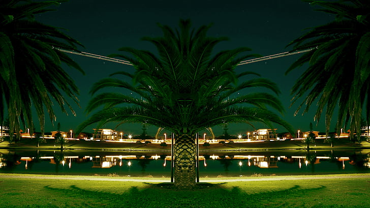 palmiers, lanterne, Lakeshore, étang, Parc, nuit, urbain