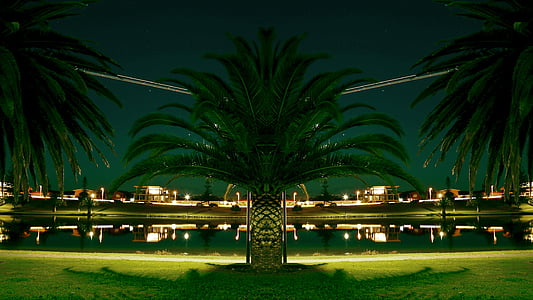 palmeiras, lanterna, Lakeshore, Lagoa, Parque, à noite, urbana