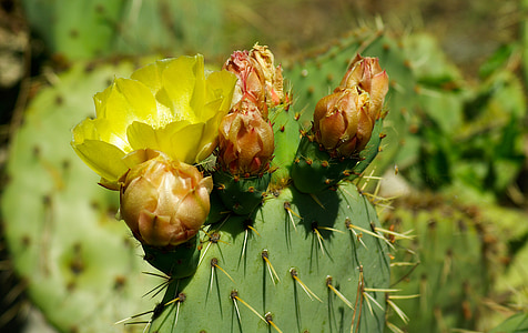 Cactus, spolette, spine, fiore