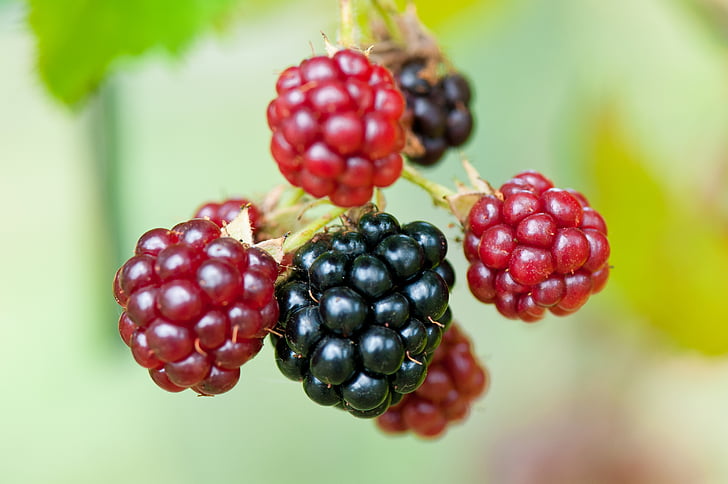 brombær, bær, Rubus sectio rubus, frugter, moden, umodne, rød