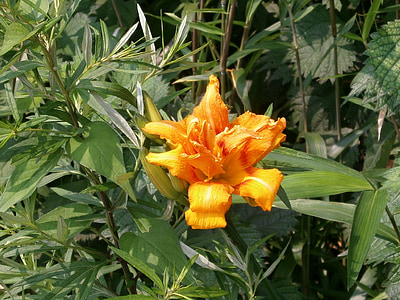Giglio, Yuri, yabcanzou, 藪萱草, arancio, Liliaceae, sul bordo della strada