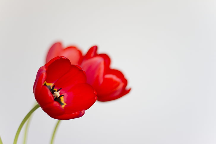 červená, tulipány, kvet, Kvetinárstvo, Fauna, Príroda, krásne