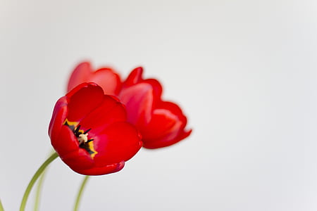 vermelho, tulipas, flor, florista, fauna, natureza, linda
