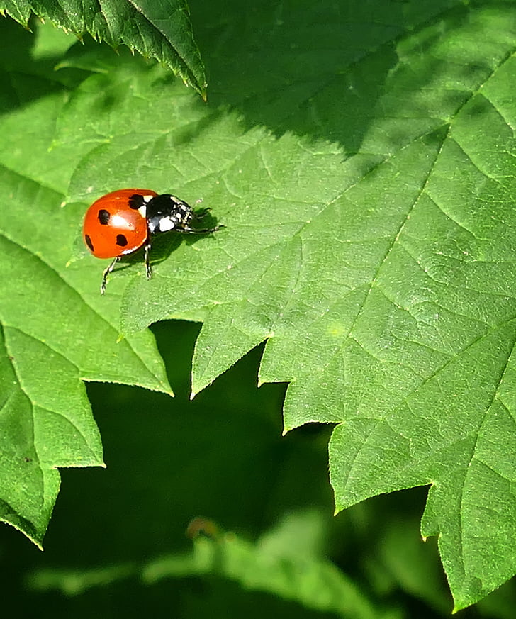coccinelle, Lucky ladybug, l’ortie