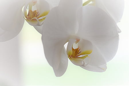 orquídia, flor, flor, flor, planta, natura, blanc