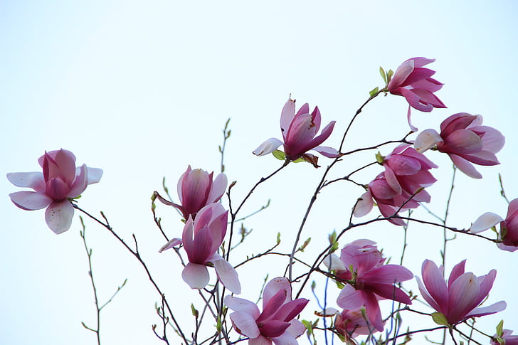 pamp, lilla magnolia, lilla, blomst, forår, natur, lyserød farve