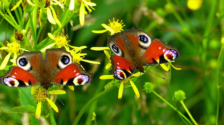 zwei, rot, Grün, Schmetterlinge, in der Nähe, Foto, Schmetterling