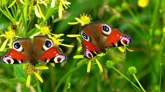 dua, merah, hijau, kupu-kupu, Tutup, foto, kupu-kupu