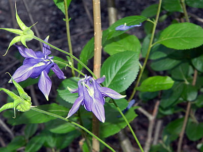 flor, púrpura, planta, flor natural, naturaleza