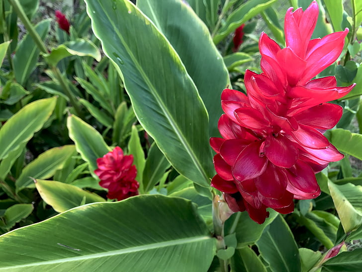hawaii, torch, ginger, red, plant