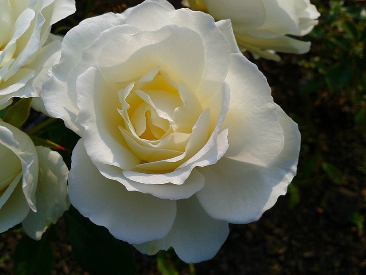 plant, flower, nature, white, roza, rose, garden