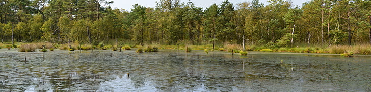Moor, Panorama, Pietz moor, Schneverdingen, Moorland, foresta, riserva naturale
