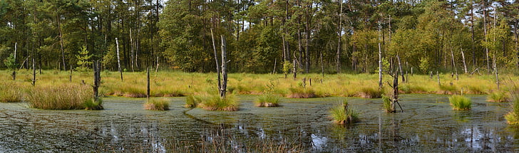 Moor, Panorama, Pietz moor, Schneverdingen, marécage, Forest, réserve naturelle