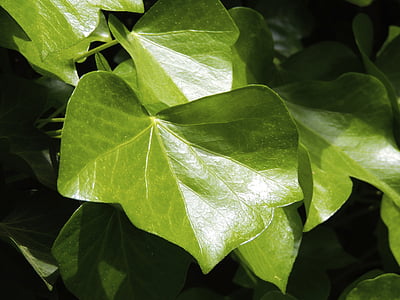 Ivy, Ivy leaf, Leaf, Zelená, horolezec, Liana, rastlín