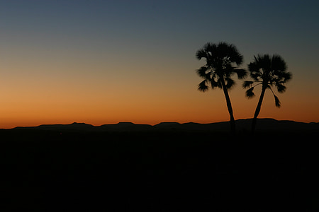 zachód słońca, palmy, horyzont