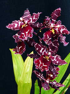 Orchid, bloemen, plant, wijn rood, bloeiende stengels, natuur, bloem