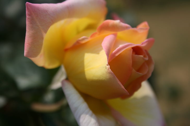 steg, Pinky-gul, åbning, Bloom, bud, kronblade, blød