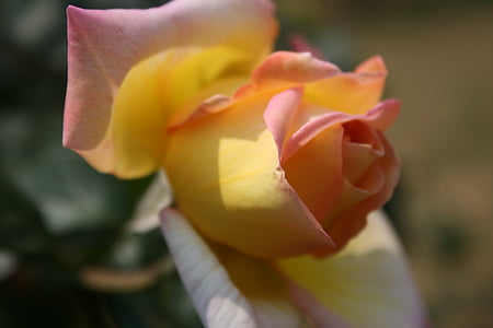 rose, pinky-yellow, opening, bloom, bud, petals, soft