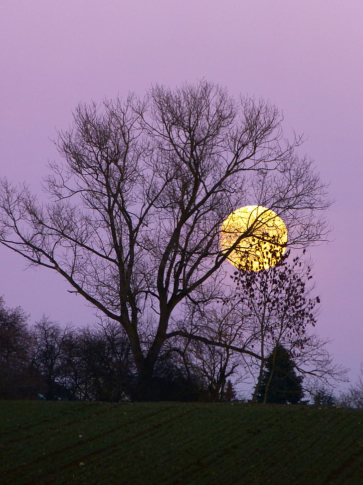 luna, polna luna, Moonrise, večer, somrak, mesečini, drevo