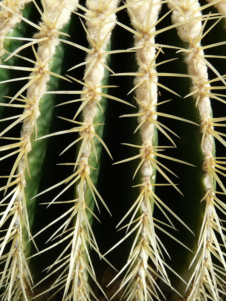 cactus de ballon d’or, Cactus, serre de cactus, Echinocactus, épi, piquant, plante
