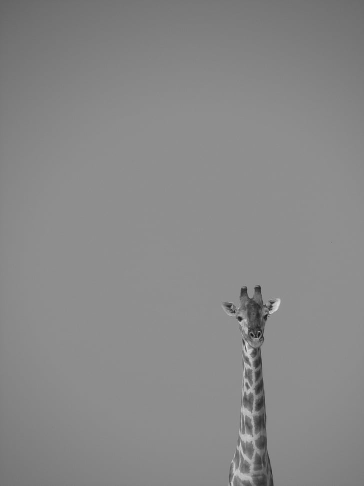africano, animale, in bianco e nero, giraffa, erbivori, mammifero, animale selvatico