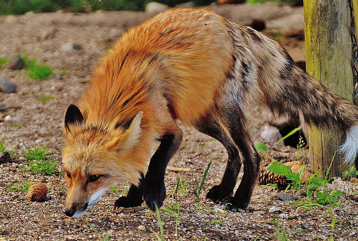 Fuchs, dzikie zwierzę, drapieżnik, Świat zwierząt, zwierząt w lesie, Natura, park dzikich zwierząt
