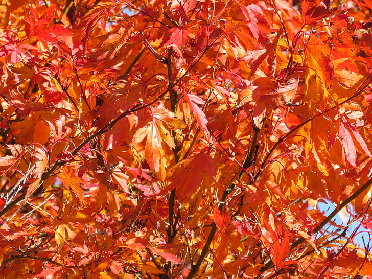 czerwony, pozostawia, drzewo, jesień