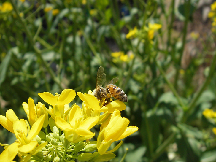honeybee, bee, rape blossoms, apis mellifera, spring