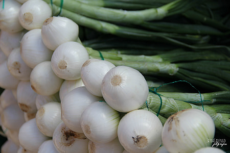 cebolla, vegetales, verde, Blanco, naturaleza, energía, saludable