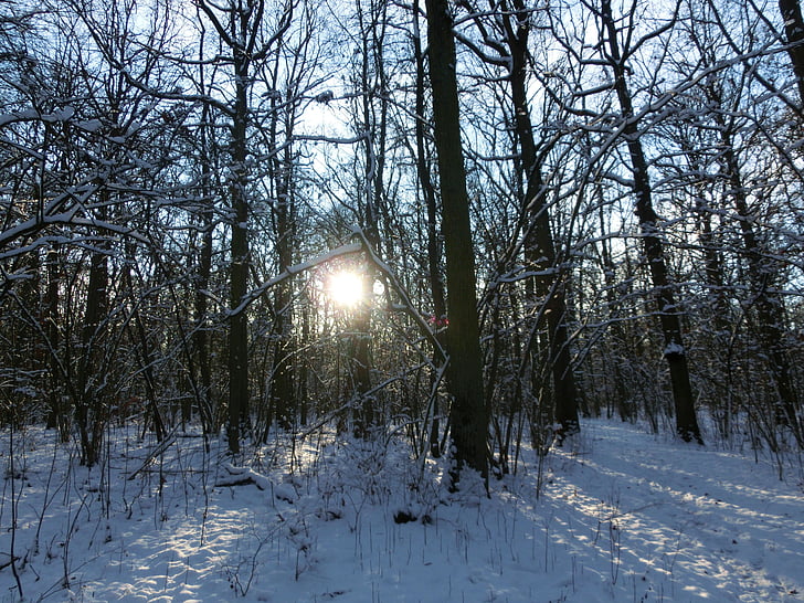 bosque, sol, naturaleza, invernal, cubierto de nieve