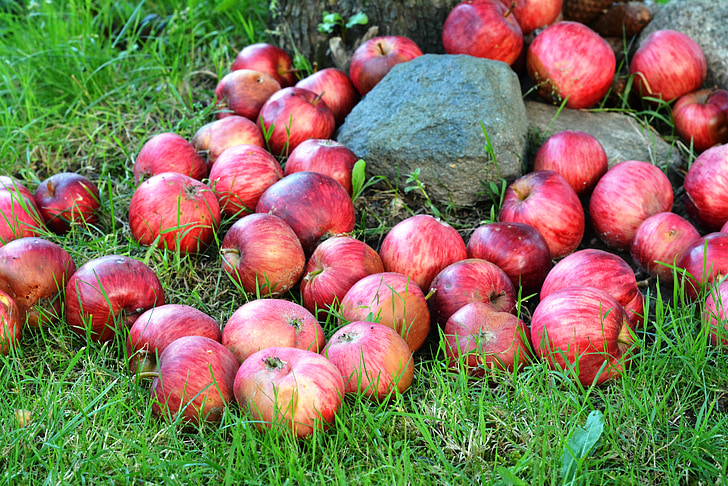 Poma, pomes, fruita, herba, trist, jardí, vermell