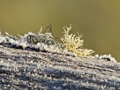 frosted, frozen, ice covered, wood, moss, close-up, macro