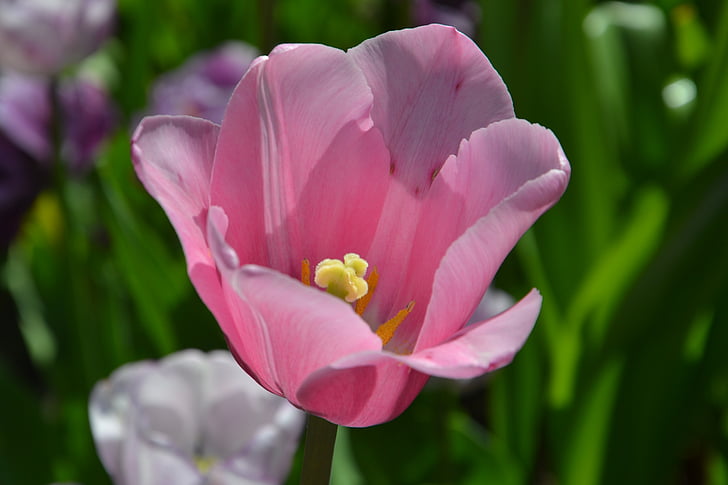 Tulipani, fiori, primavera, natura, fiore di primavera, Bloom
