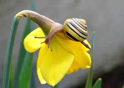Narcissus, musim semi, siput, Daffodil, Blossom, mekar, kuning