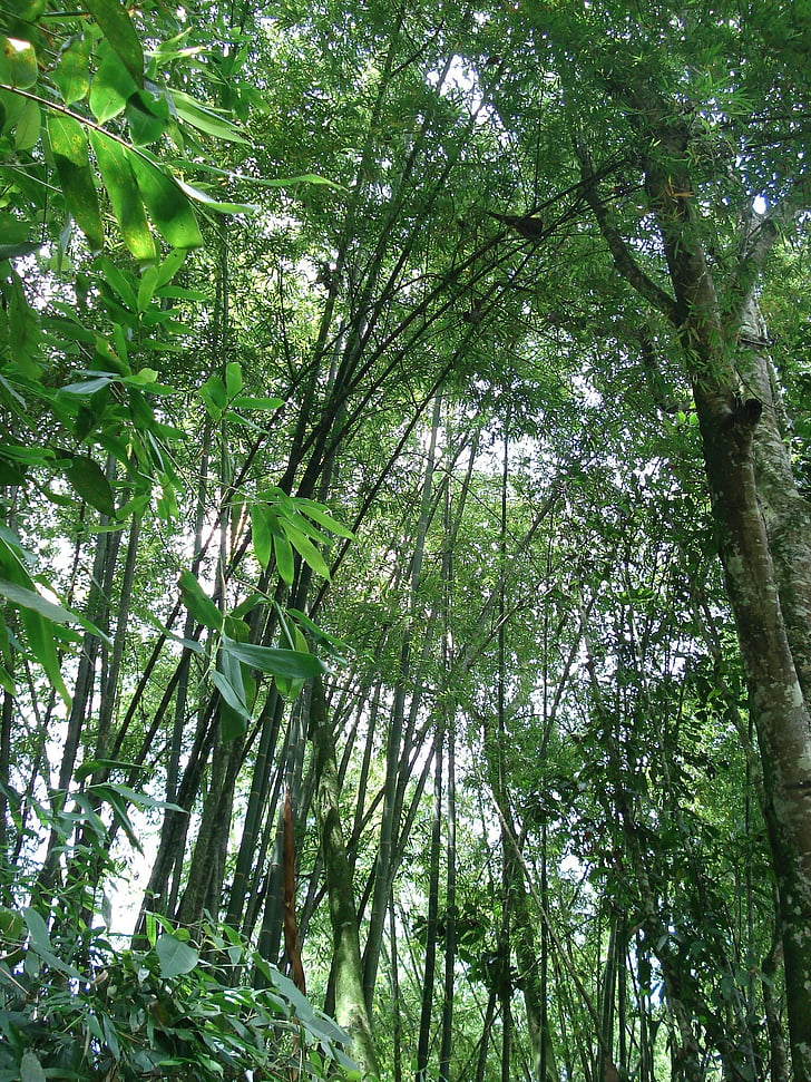 trees, nature, ecology