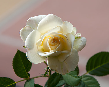 Rosa, terälehtiä, valkoisia ruusuja, rakenne