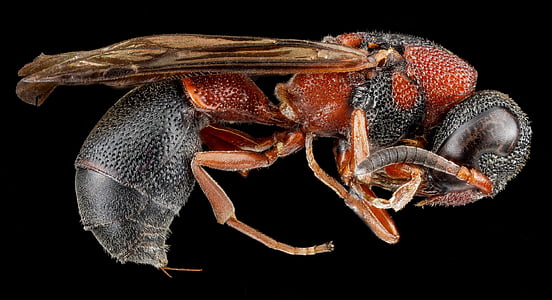 Potter wasp, makro, insekt, bugg, profil, vingar, huvud