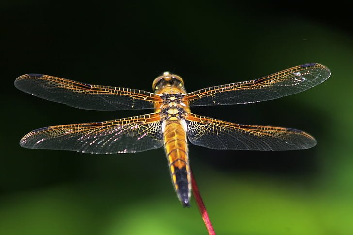 Dragonfly, hyönteinen, Luonto, eläinten, Lähikuva, makro, eläinten wing